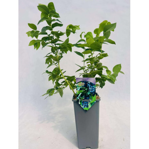 Myrtille américaine Eliot 2L