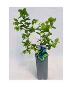 Myrtille américaine Eliot 2L