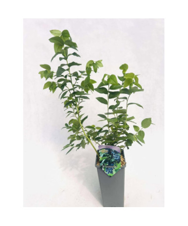 Myrtille américaine Eliot 2L