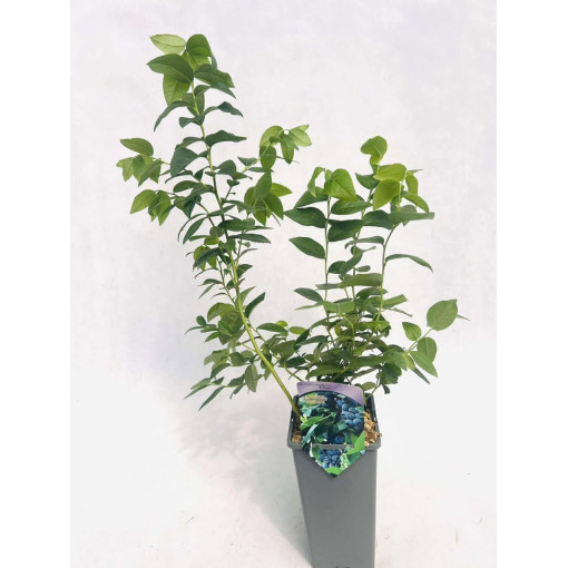 Myrtille américaine Eliot 2L