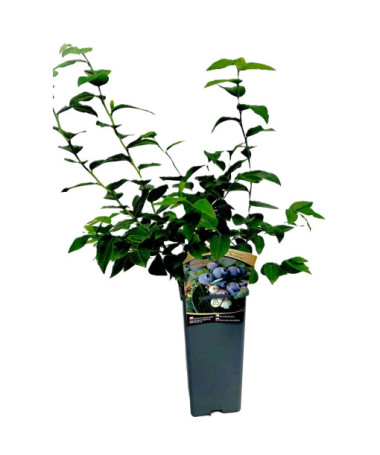 Myrtille américaine Hanna Choice 2L