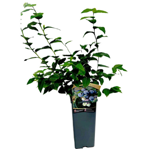 Myrtille américaine Hanna Choice 2L