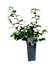 Myrtille américaine Hanna Choice 2L