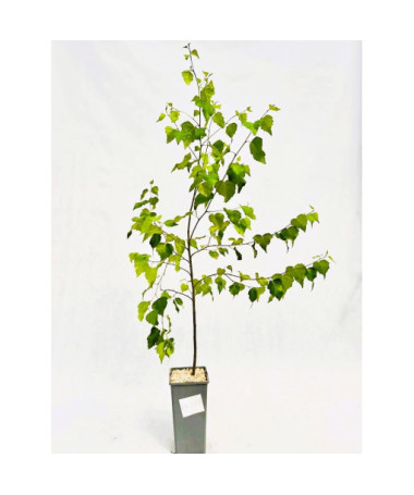 Bouleau verruqueux 2L