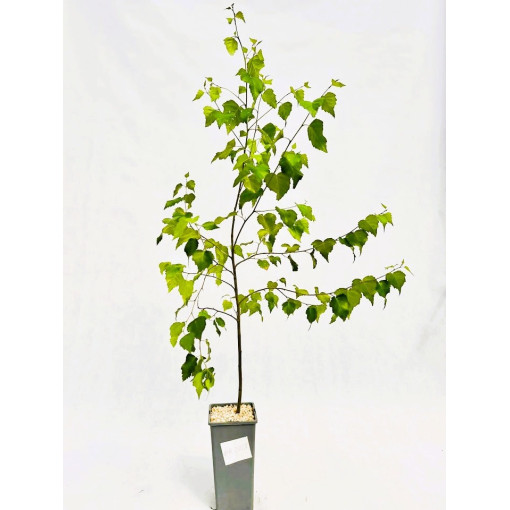 Bouleau verruqueux 2L