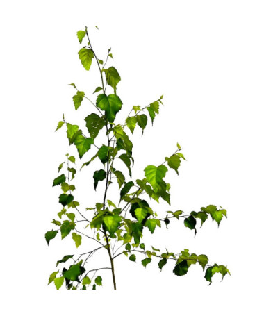 Bouleau verruqueux 2L