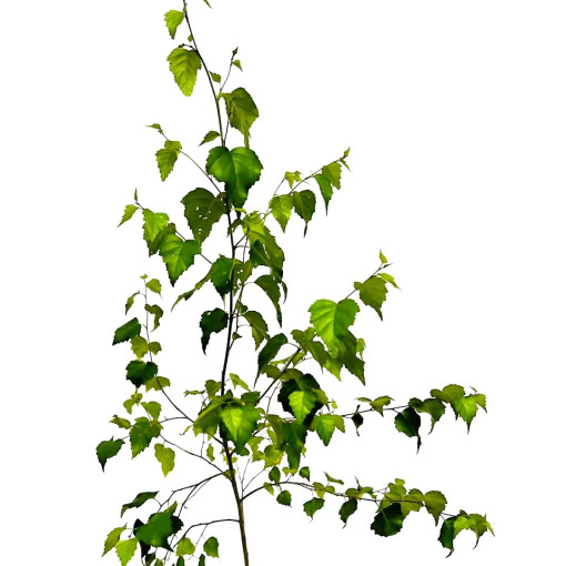 Bouleau verruqueux 2L