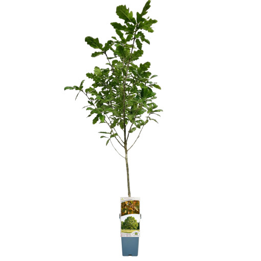 Chêne pédonculé 2L