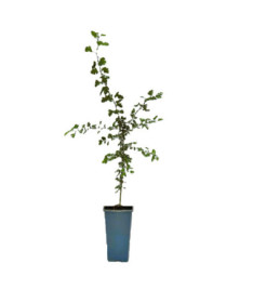 Aubépine à un style 2L