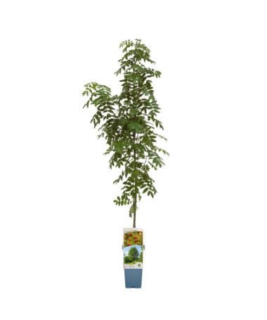 Sorbier des oiseleurs 2L