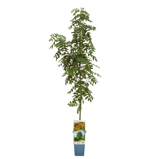 Sorbier des oiseleurs 2L