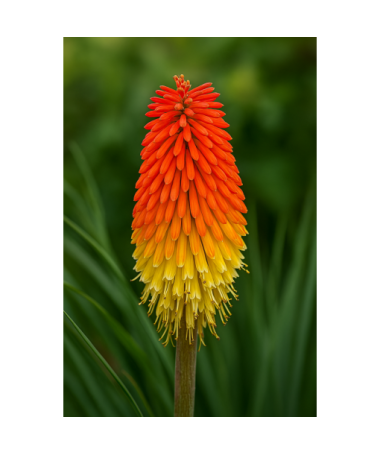 Tritome en épi 'Red Hot Poker' P9/C1