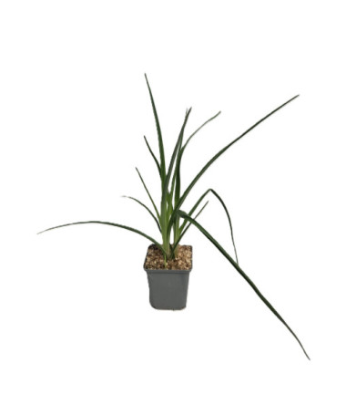 Tritome en épi 'Red Hot Poker' P9/C1