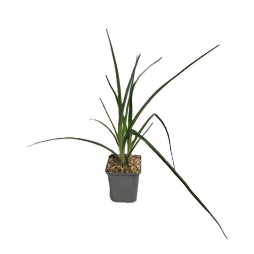 Tritome en épi 'Red Hot Poker' P9/C1