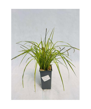 Laîche rigide 'Aurea' 2L