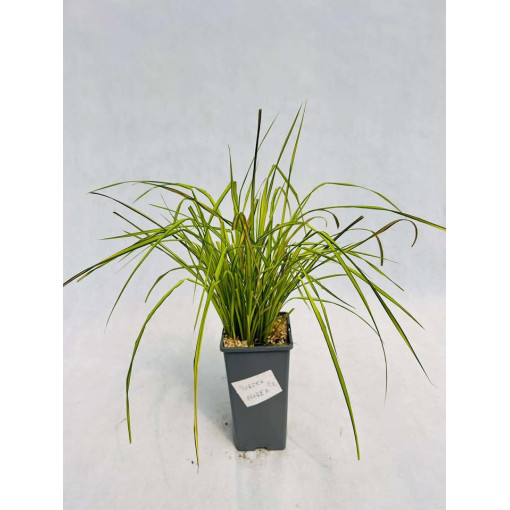 Laîche rigide 'Aurea' 2L