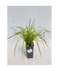 Laîche rigide 'Aurea' 2L