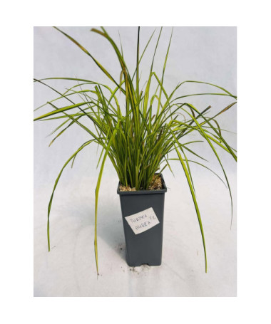 Laîche rigide 'Aurea' 2L