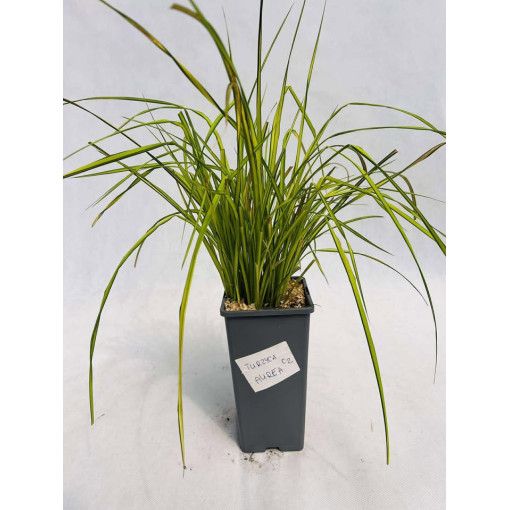 Laîche rigide 'Aurea' 2L