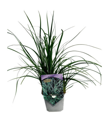 Laîche 'Pamira' P9/C1