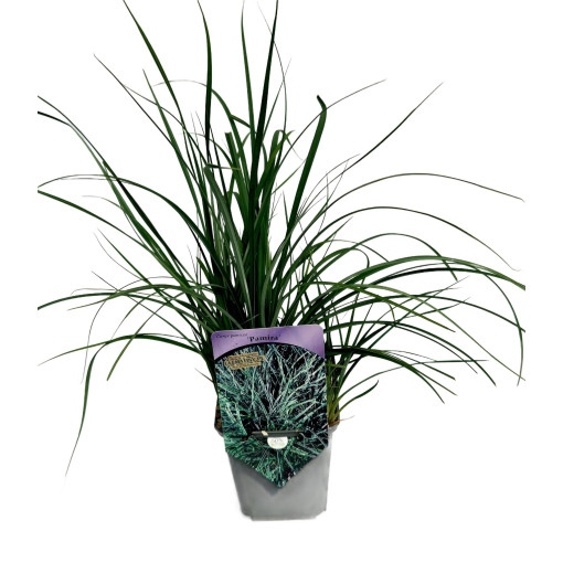 Laîche 'Pamira' P9/C1