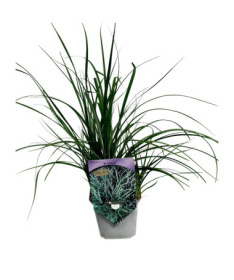 Laîche 'Pamira' P9/C1