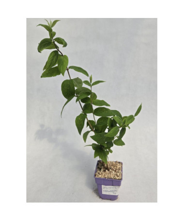 Deutzia 'Strawberry Fields'