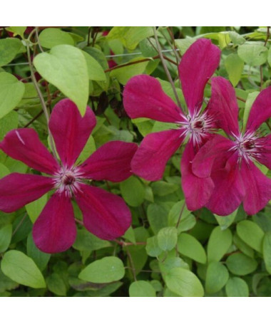 Clematis Westerplatte, pot de 4L