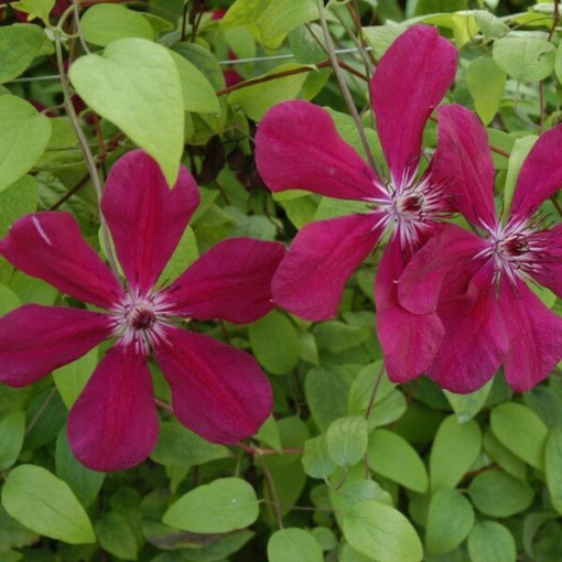 Clematis Westerplatte, pot de 4L