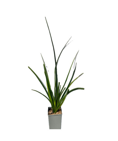 Kniphofia 'Red Hot Poker C2