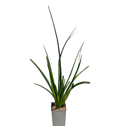 Kniphofia 'Red Hot Poker C2