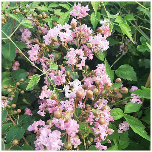 Lagerstroemia indien (Lilas de Crêpe) 2L