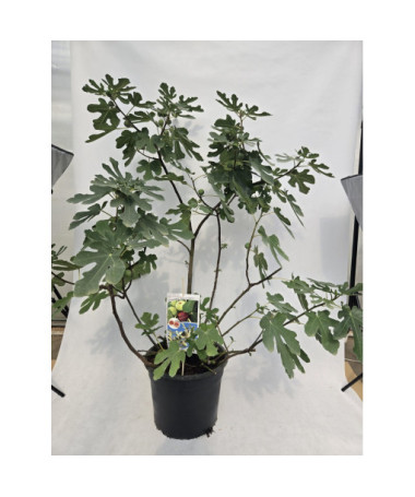 Figuier commun 'Brown Turkey' / Ficus carica 'Brown Turkey'20L