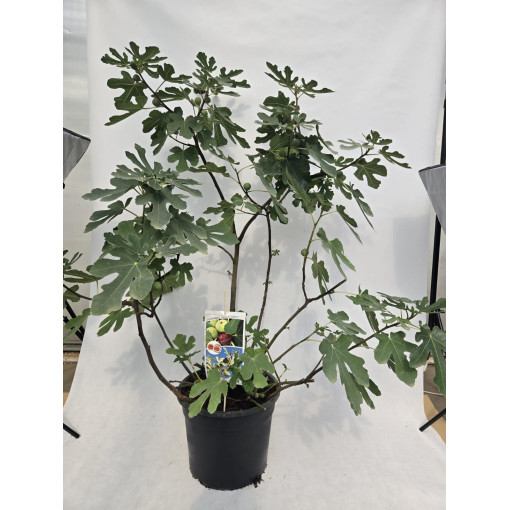 Figuier commun 'Brown Turkey' / Ficus carica 'Brown Turkey'20L