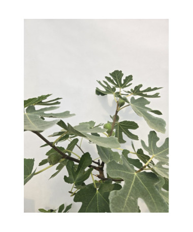 Figuier commun 'Brown Turkey' / Ficus carica 'Brown Turkey'20L