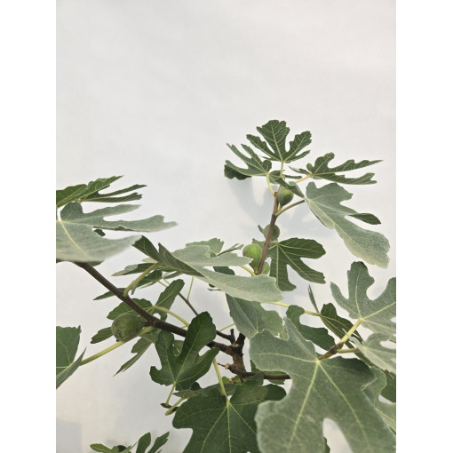 Figuier commun 'Brown Turkey' / Ficus carica 'Brown Turkey'20L