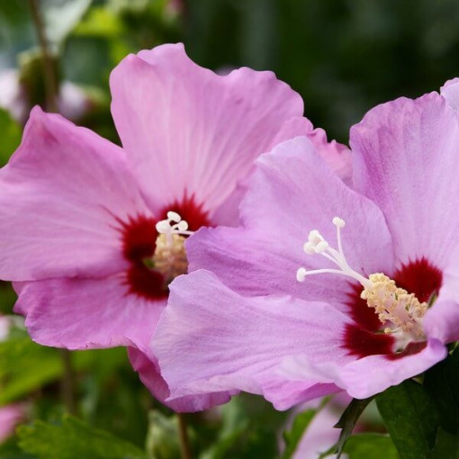 Hibiscus syrien (Hibiscus) 'Pink Giant'  4l