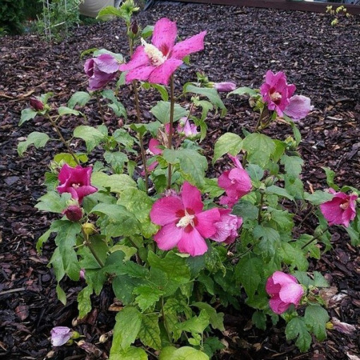 Hibiscus syrien (Hibiscus) 'Pink Giant'  4l
