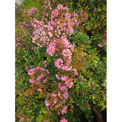 Lilas des Indes 'Pink' 2L