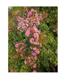 Lilas des Indes 'Pink' 2L