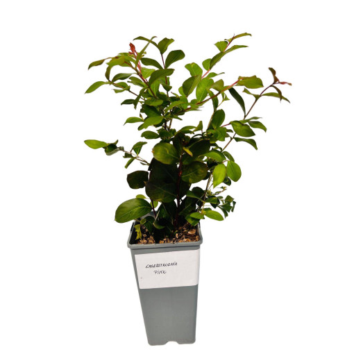 Lilas des Indes 'Pink' 2L