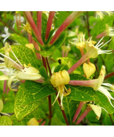 Chèvrefeuille japonais Aureoreticulata SEMI-PERSISTANT, pot de 4L