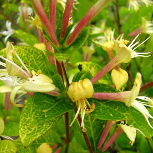 Chèvrefeuille japonais Aureoreticulata SEMI-PERSISTANT, pot de 4L