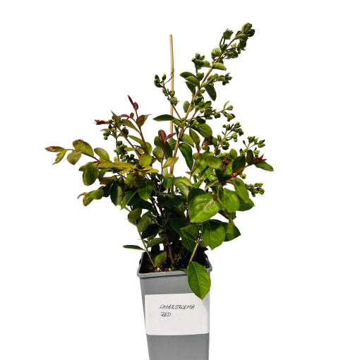 Lilas des Indes 'Red' 2L