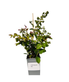 Lilas des Indes 'Red' 2L