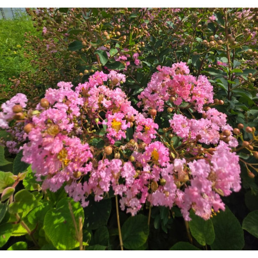 Lilas des Indes 'Petite Pink' 2L