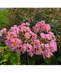 Lilas des Indes 'Petite Pink' 2L