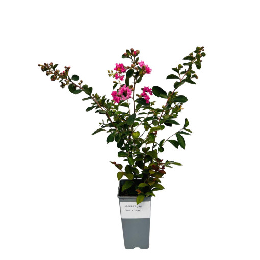 Lilas des Indes 'Petite Pink' 2L
