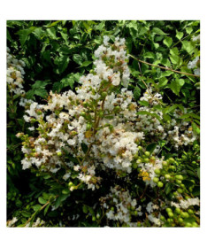 Lagerstroemia Indien Blanc (Myrtillé) pot,  4l