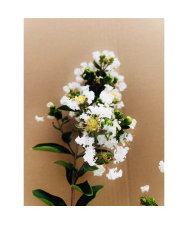 Lagerstroemia Indien Blanc (Myrtillé) pot,  4l